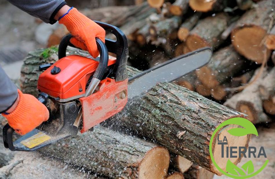 Las mejores técnicas para talar árboles, por LA TIERRA JARDINERÍA