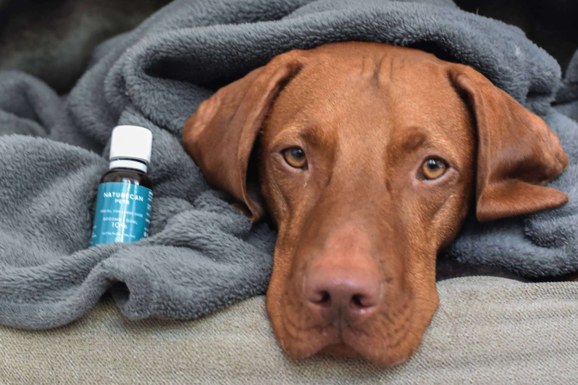 CBD para perros y gatos; cómo reducir el dolor y mejorar la movilidad de una mascota de forma natural